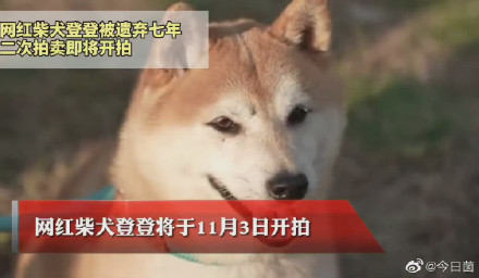 網(wǎng)紅柴犬登登被二次遺棄 網(wǎng)紅柴犬二次拍賣將開拍