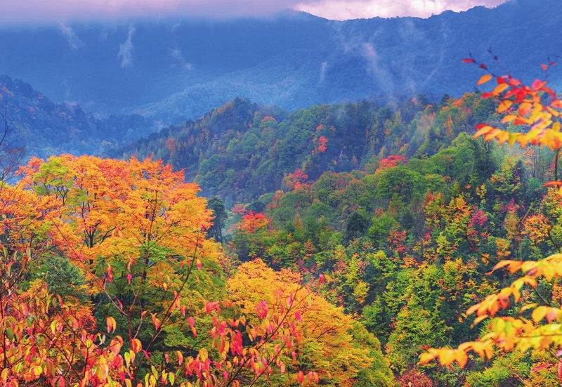 太美了!四川紅葉進(jìn)入最佳觀賞期