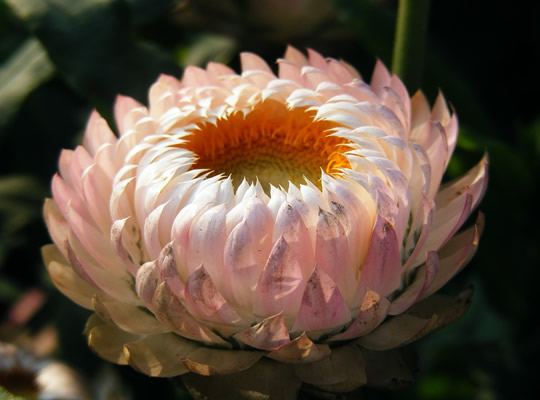 xerochrysum-bracteatum-272992_960_720.jpg