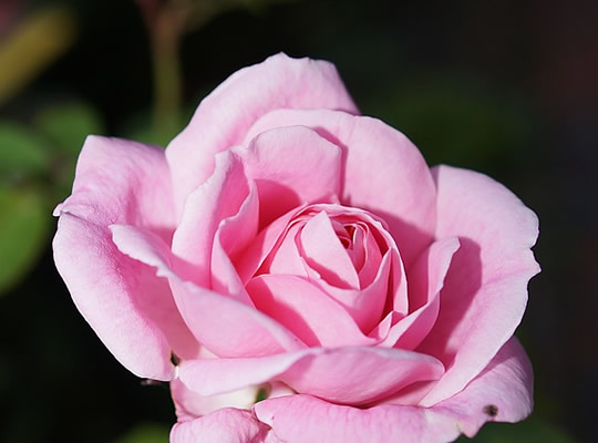 rose-358650_960_720.jpg