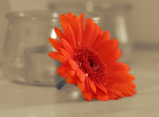 gerbera-1996216_960_720.jpg